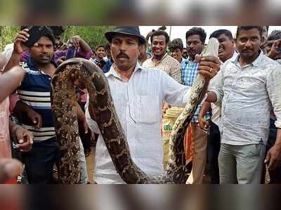 ಮೀನಿನ ಬಲೆಯಲ್ಲಿ ಹೆಬ್ಬಾವು..! ಕೆರೆಯ ಮಧ್ಯದಲ್ಲಿ ಒದ್ದಾಡುತ್ತಿದ್ದ ಉರಗ ರಕ್ಷಿಸಿದ ಗ್ರಾಮಸ್ಥರು