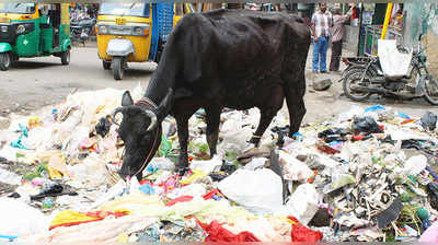 ગાયોને પ્લાસ્ટિકથી બચાવવા માટે આધાર કાર્ડની માંગ