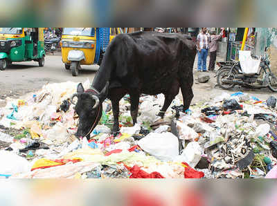 ગાયોને પ્લાસ્ટિકથી બચાવવા માટે આધાર કાર્ડની માંગ 