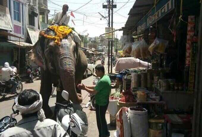 ખાસ પાનના ગલ્લે જ ઉભો રહે છે હાથી