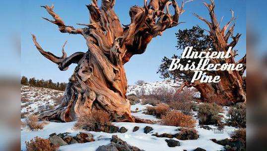 Ancient Bristlecone Pine...                                         