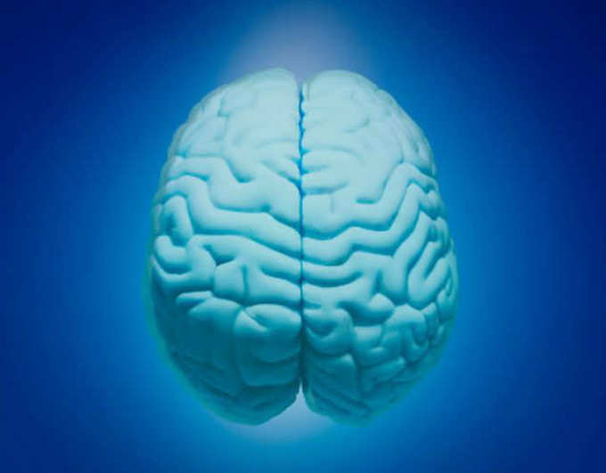 માનવ મગજ