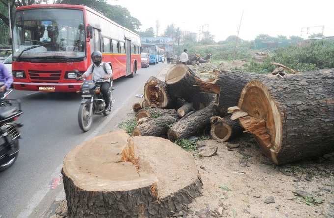 જિલ્લામાં સ્થિતિ વધુ ખરાબ, 4 વર્ષમાં 34,737 વૃક્ષોનો ભોગ