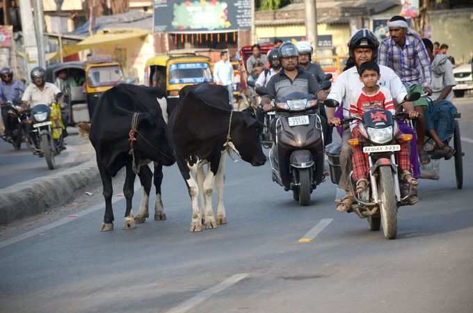 શહેરના રસ્તા કે પશુઓ માટેની પાંજરાપોળ