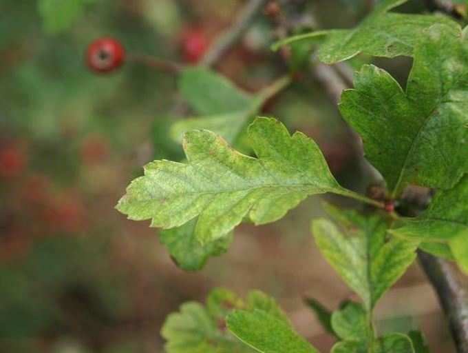 Hawthorn Tree Leaf