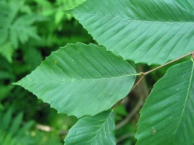 Beech Tree Leaf