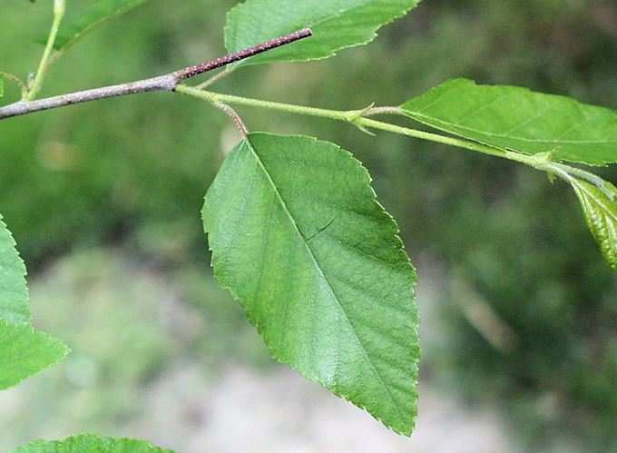 Birch Tree Leaf