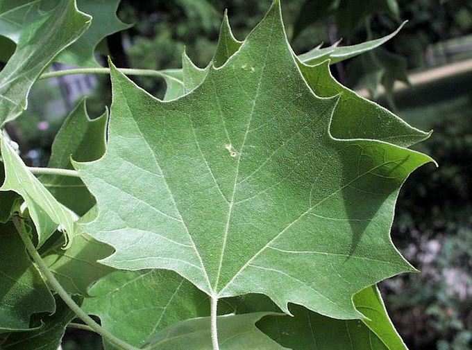 Sycamore Tree Leaf