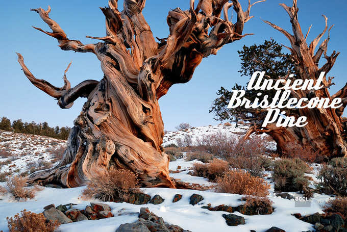 Ancient Bristlecone Pine