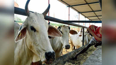 मध्‍य प्रदेश में हर घंटे 70 गायों का हो रहा है कृत्रिम गर्भाधान, 30 लाख है लक्ष्‍य