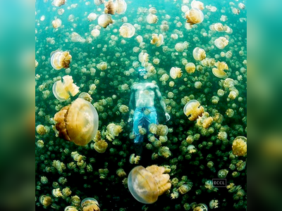 A swim with jellyfishes 