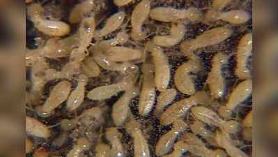 Termites Rmoval : ઉધઈ મારવાની દવા, આવું કરશો તો ક્યારેય લાકડામાં નહીં લાગે ઉધઈ