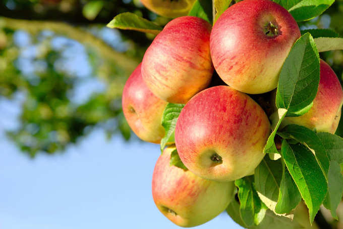 ગુણકારી સફરજનના ફાયદાઓ