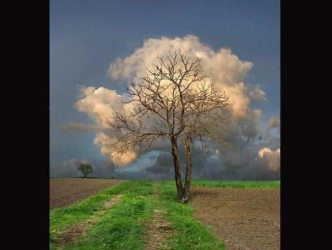 વાદળોનું ઝાડ