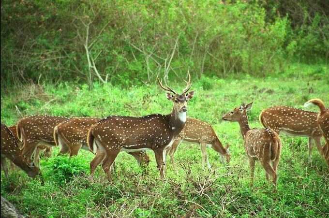 વાઈલ્ડલાઈફ