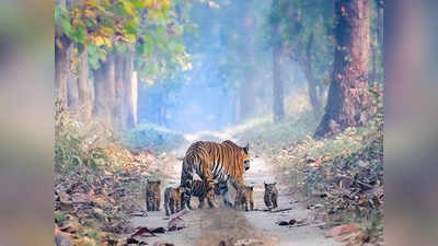 रणथंभौर का बाघ, जिसने मां की मौत के बाद दो शावकों को 9 साल तक पाला, फिर लड़ते हुए दे दी जान