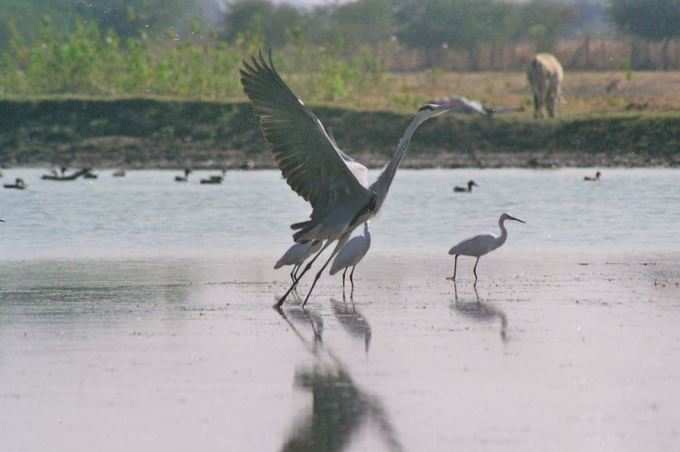 આ રીતે વધારી શકાય સંખ્યાઃ