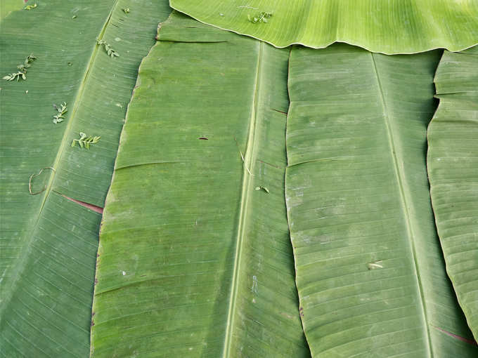 ​ಬಾಳೆಎಲೆಯನ್ನು ಸುಲಭವಾಗಿ ಶುಚಿಗೊಳಿಸಬಹುದು