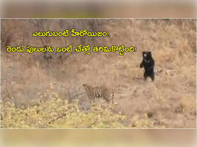 వీడియో: ఎలుగుబంటి హీరోయిజం.. రెండు పులులను ఒంటి చేత్తో తరిమికొట్టింది!