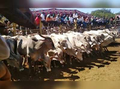 ಜತೆ ಹೋರಿ 2.1 ಲಕ್ಷ ರೂ.ಗೆ ಮಾರಾಟ