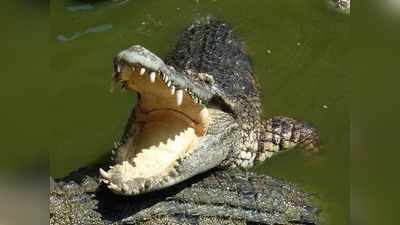 Vegetarian Crocodile : ಪ್ರತಿದಿನ ನೈವೇದ್ಯ ಸ್ವೀಕರಿಸುತ್ತದೆ ದೇಗುಲದ ಈ ಸಸ್ಯಾಹಾರಿ ಮೊಸಳೆ...!