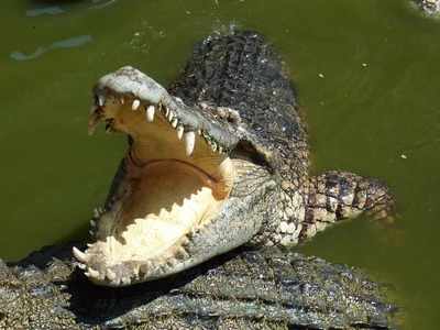 Vegetarian Crocodile : ಪ್ರತಿದಿನ ನೈವೇದ್ಯ ಸ್ವೀಕರಿಸುತ್ತದೆ ದೇಗುಲದ ಈ ಸಸ್ಯಾಹಾರಿ ಮೊಸಳೆ...!