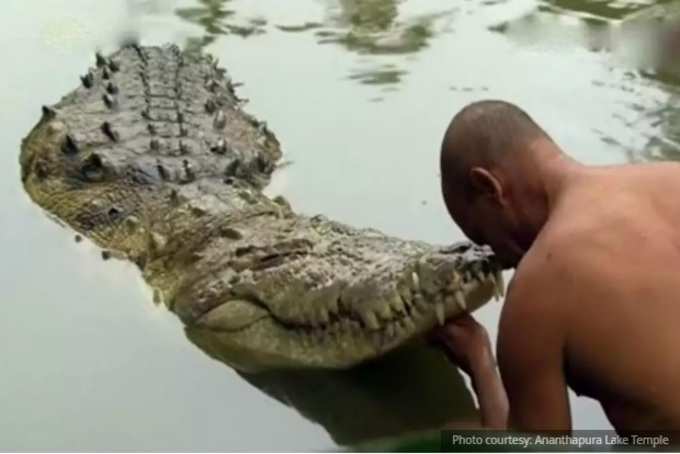 ಇದು ದೇವರ ಮೊಸಳೆ...