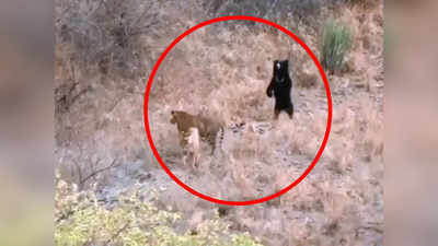 Ranthambore National Park : 2 புலிகளை அசால்டாக விரட்டிய கரடி...! வைரலாகும் வீடியோ