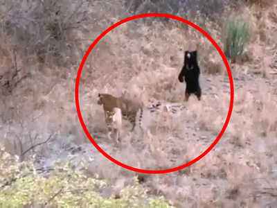 Ranthambore National Park : 2 புலிகளை அசால்டாக விரட்டிய கரடி...! வைரலாகும் வீடியோ