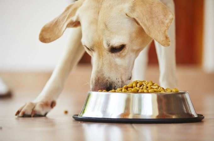 કૂતરાને ભોજનઃ