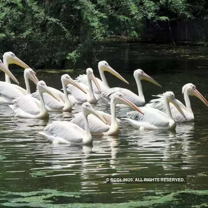 ​ఒస్మాన్ నగర్ సరస్సు