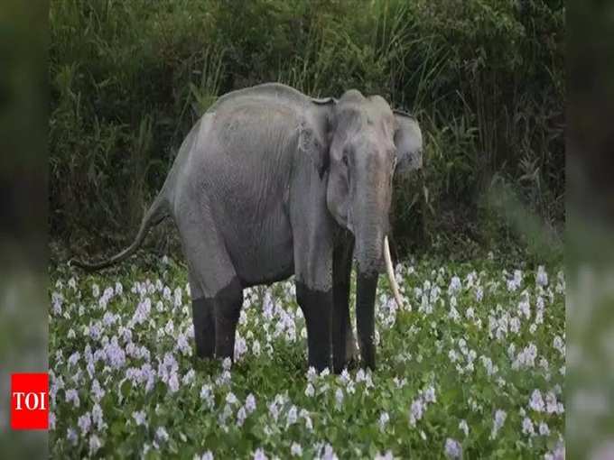 ஒடிசாவில் யானை பயம்