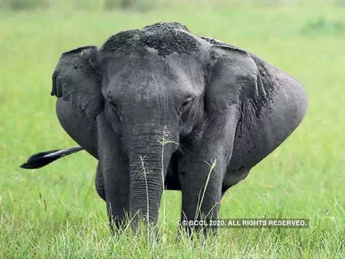 அச்சமூட்டும் யானைகள்