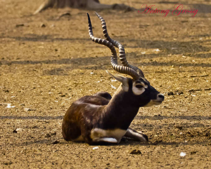 ವಿಲಕ್ಷಣ ಪಕ್ಷಿಗಳು