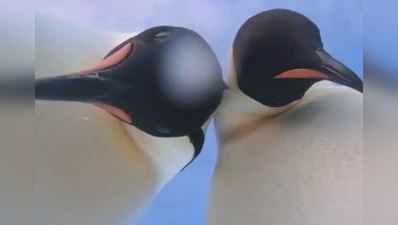 So cute: પેંગ્વિન્સને ચડ્યો સેલ્ફીનો ચસકો!