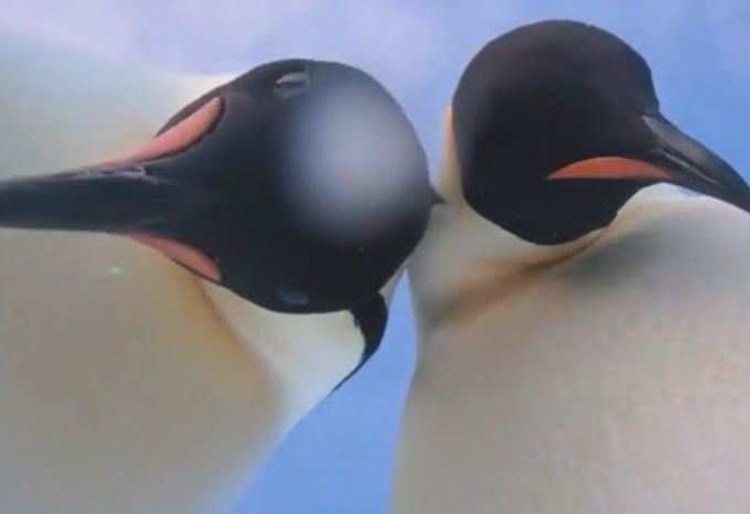 પેંગ્વિન્સે બનાવ્યો સેલ્ફી વીડિયો