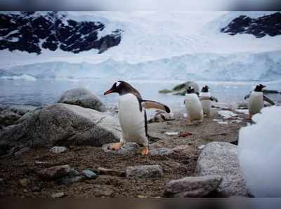 Journey to Antarctica through amazing pictures of seals, penguins and glacial beauty 