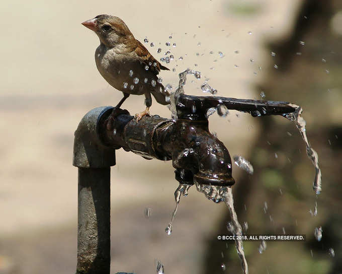 World Sparrow Day 2018: Dwindling population of sparrows sparks concern