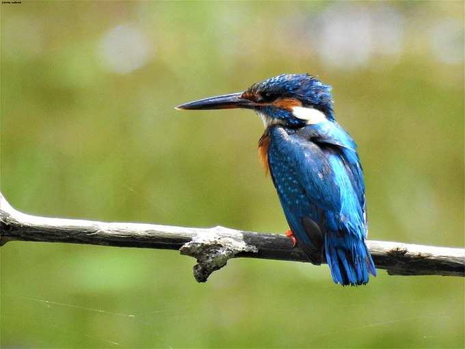 ​ಛಾಯಾಗ್ರಾಹಕರಿಗೆ ಸೂಕ್ತ