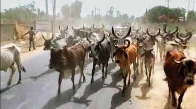 ડીસા: ગ્રાંટ મેળવવા ગાયોને રસ્તા પર છોડી મૂકીને કરી ગાયગીરી