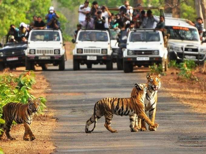 તાડોબા નેશનલ પાર્ક