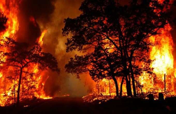 આગળ વધી રહી છે જંગલોની આગ