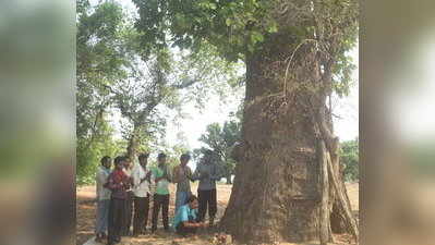 ભારતમાં અહીં મળી આવ્યું અદભૂત 1400 વર્ષ જૂનું ઝાડ, દેવતા માની પૂજે છે લોકો!