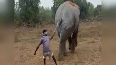 Viral Video : யானையின் வாலை பிடித்து இழுத்த வாலு இளைஞர்...- வைரல் வீடியோ