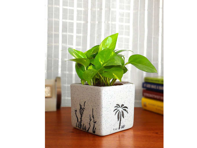 Rolling Nature Good Luck Money Plant in White Square Aroez Ceramic Pot