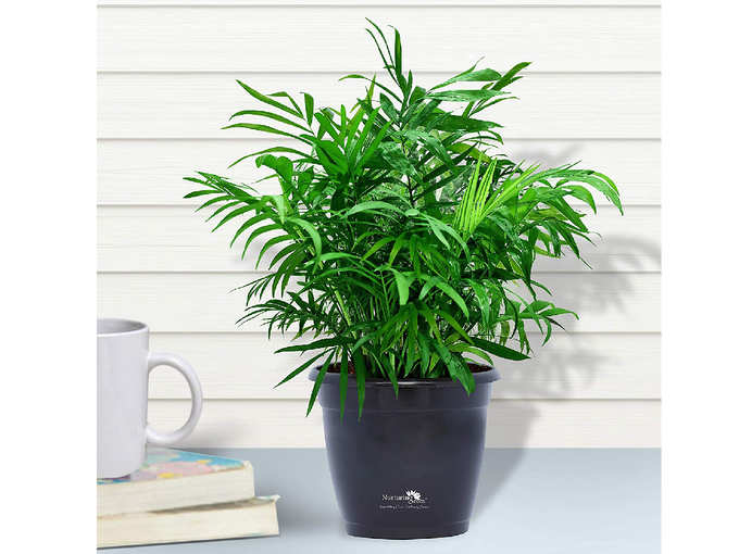 Nurturing Green Air purifying NASA recommended Chamaedorea Palm Plant in Black Pot for home