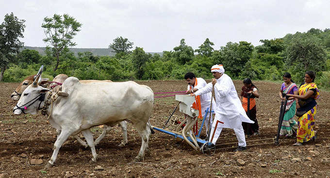 મગફળી અને કપાસના પાકને અસર થશે