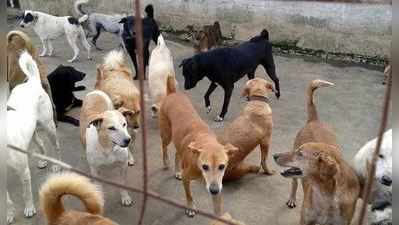 રાજકોટ મહાનગરપાલિકાનો ઉમદા નિર્ણય: રખડતાં કૂતરાઓને લઈ શકાશે દત્તક