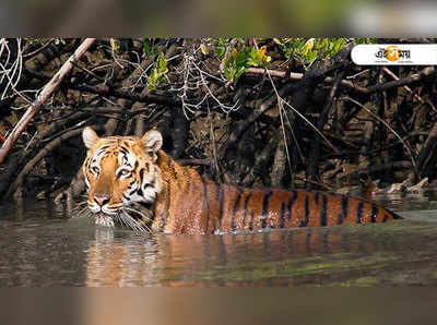 সুন্দরবনে কাঁকড়া ধরতে গিয়ে বাঘের হানায় প্রাণ গেল মৎস্যজীবীর