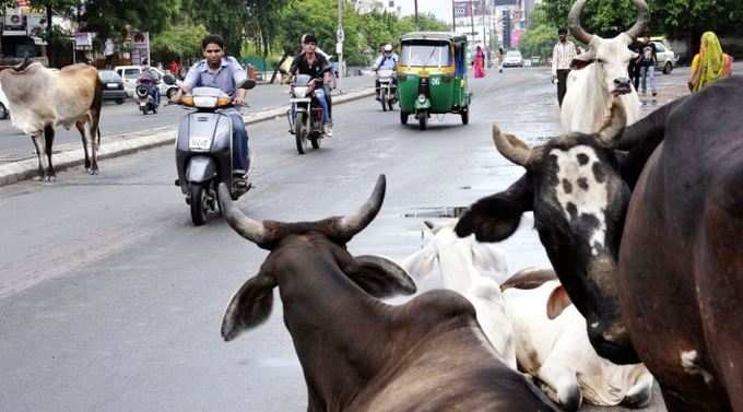 હવે રખડતા ઢોરો પર તવાઈ